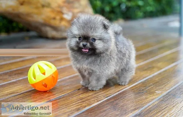 Pomeranian Puppies.