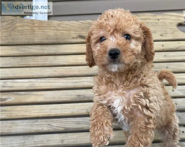 THYRE FHJTYRJ Labradoodle puppies