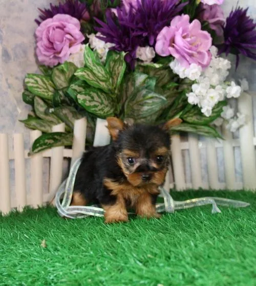 purebreed Yorkshire Terrierpapers