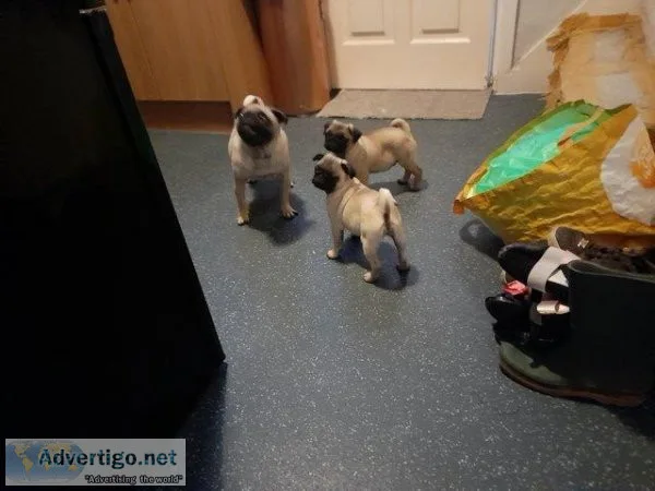 Pug puppies tiny