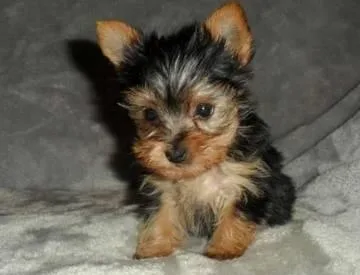 Cute male Yorkie puppies