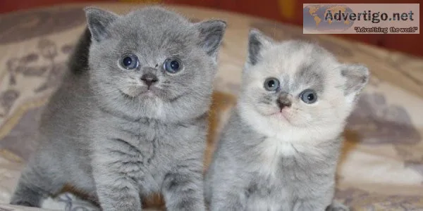 DGSSD RYRYTG  British Short-hair kittens