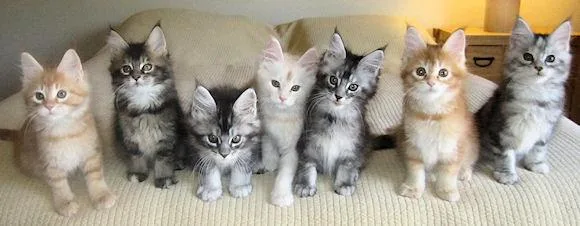 FGHEEE TGTERF Maine coon kittens