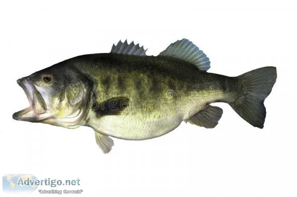 BASS FISHING MADE EASY