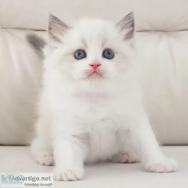 Ragdoll kitten male.female