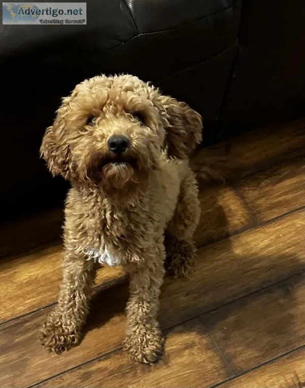 Toy Poodle