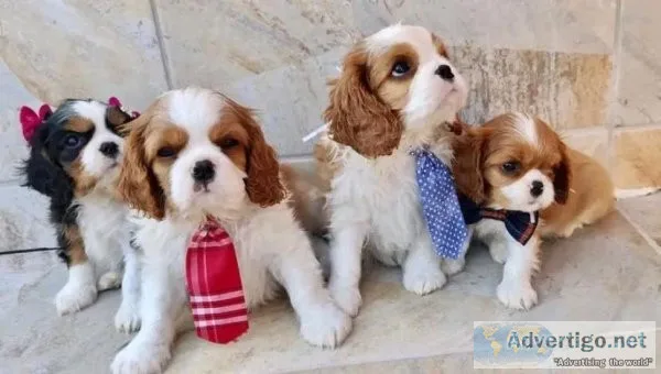 Cavalier king Charles Spaniel puppies