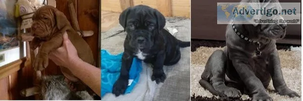 FDHRTD YTJTYN Neapolitan Mastiff puppies