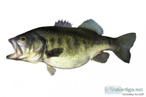 BRING HOME THE BASS