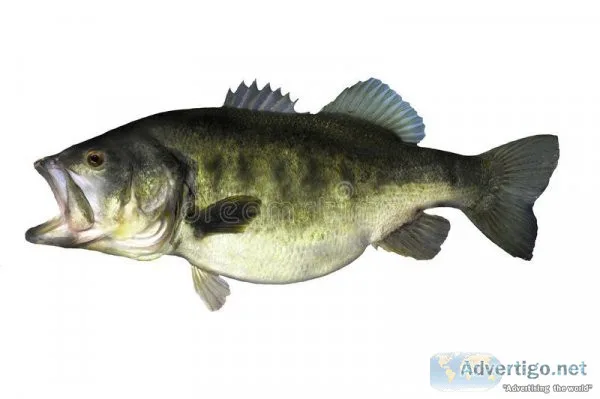 BRING HOME THE BASS
