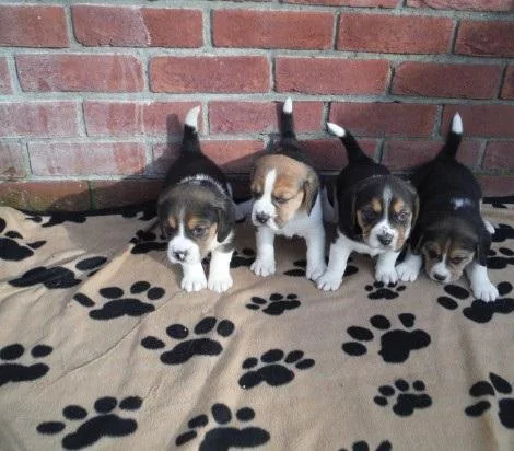 THRHR TRYE5 Beagle puppies