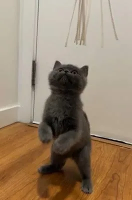 British Shorthair Kitten