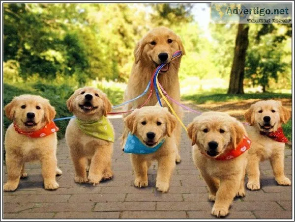 FGHFG FJYRJTY Golden Retriever puppies