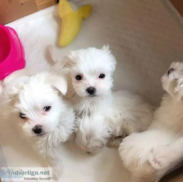 Maltese puppies