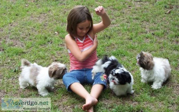 REGWHT GFHFD Shih Tzu puppies