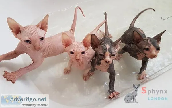 FGHFDW HGKJHG Sphynx kittens