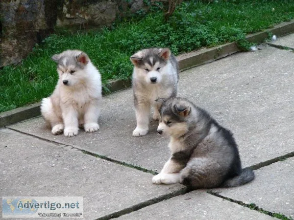 FHFH TRYTRY Alaskan Malamute puppies