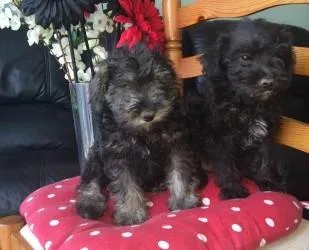 GHJGF 7U76R Miniature Schnauzer puppies