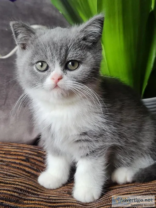 Kittens Scottish StraightFold
