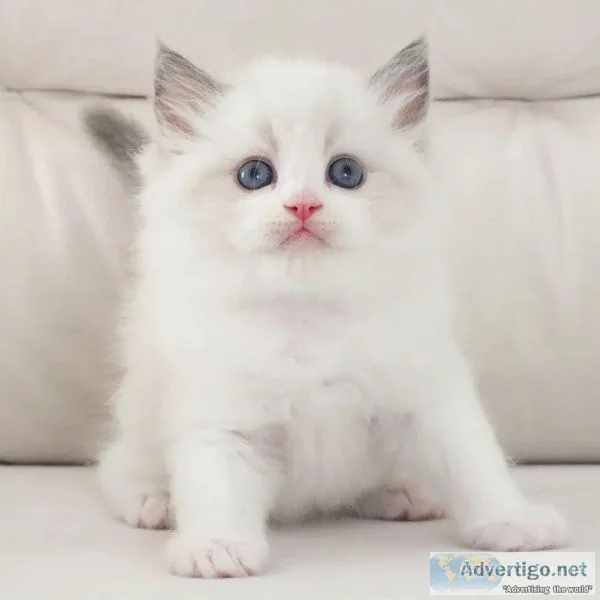 We have best Ragdoll kittens