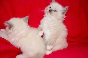 Gorgeous Ragdoll kittens.