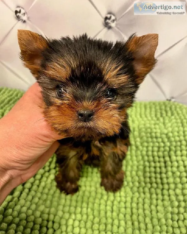 Toy Yorkie Puppies