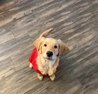 Golden Retriever F4 months