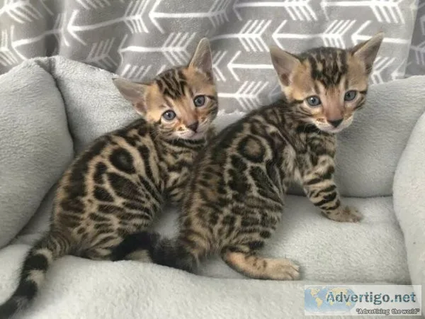 Bengal kittens for sale