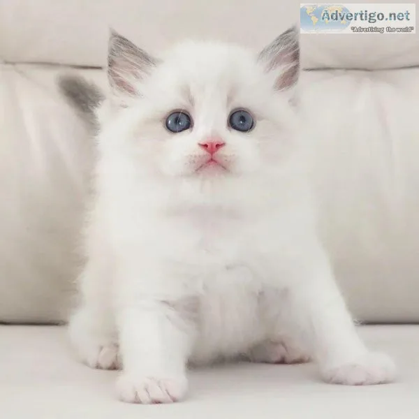 Ragdoll Kittens are ready
