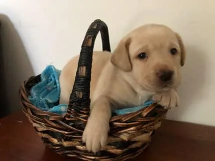 Labrador Retriever Puppies AKC Rergistered