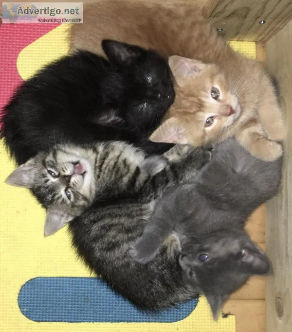 Bengal mix kittens