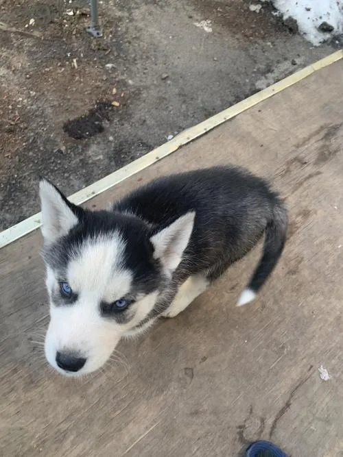 Siberian Husky Puppies Purebred