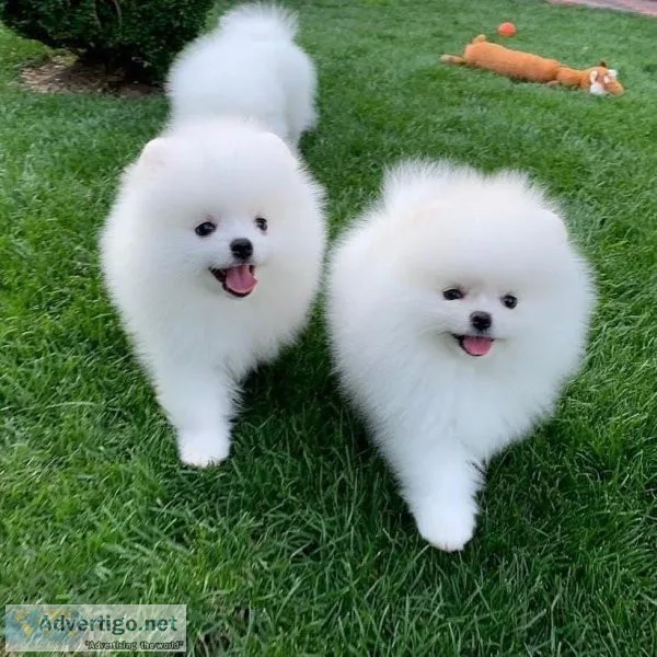 Female Pomeranian Puppy