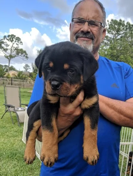 Rottweiler puppies for adoption