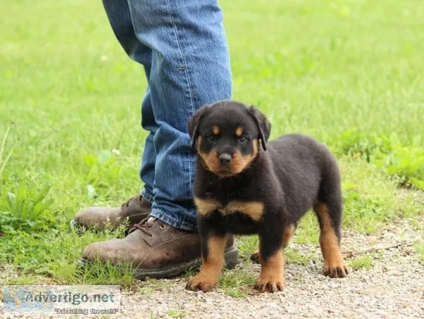 Rottweiler puppies for adoption