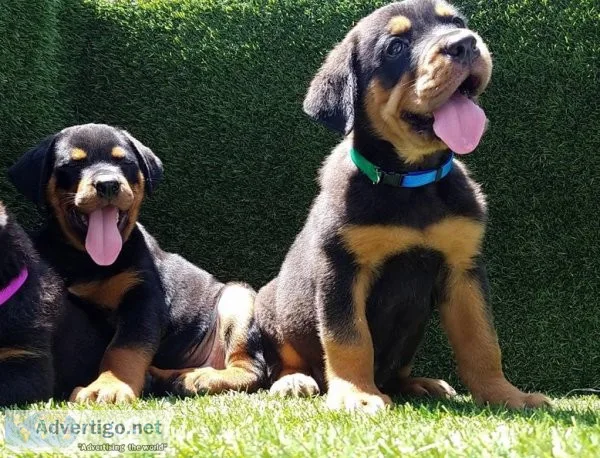 Adorable male and female rottweilers puppies