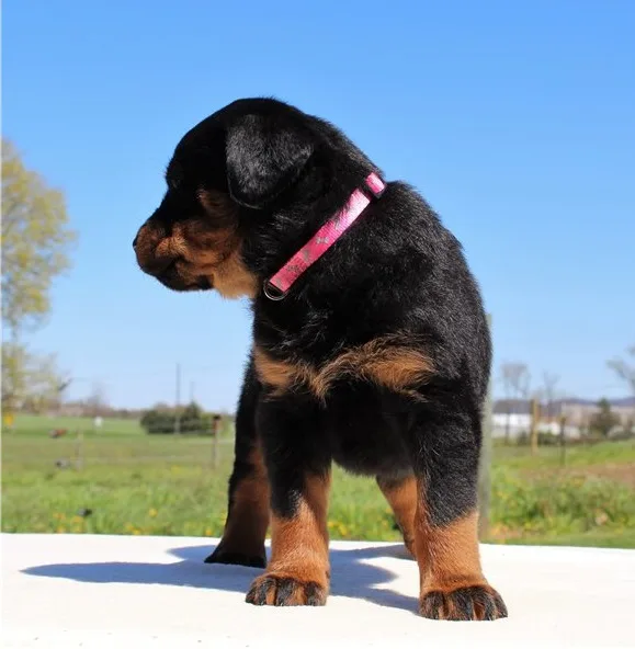 Cute male and female rottweiler puppies for a caring home