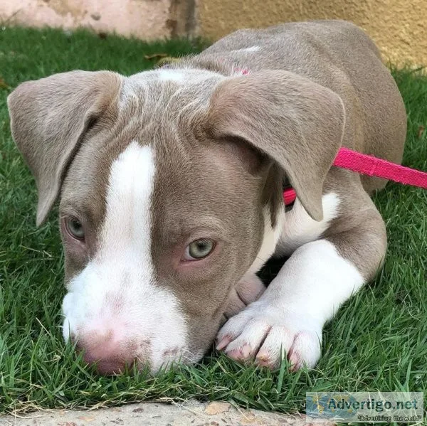 Abkc lilac tri & merle xl bullies