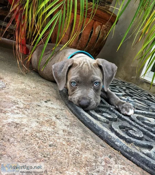 Akc bully puppy