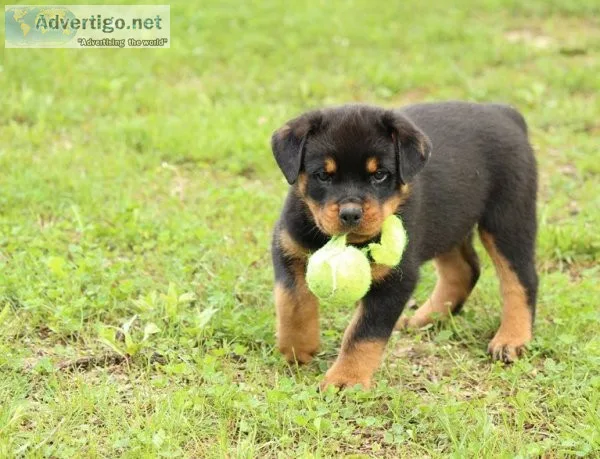 Rottweiler puppies for adoption
