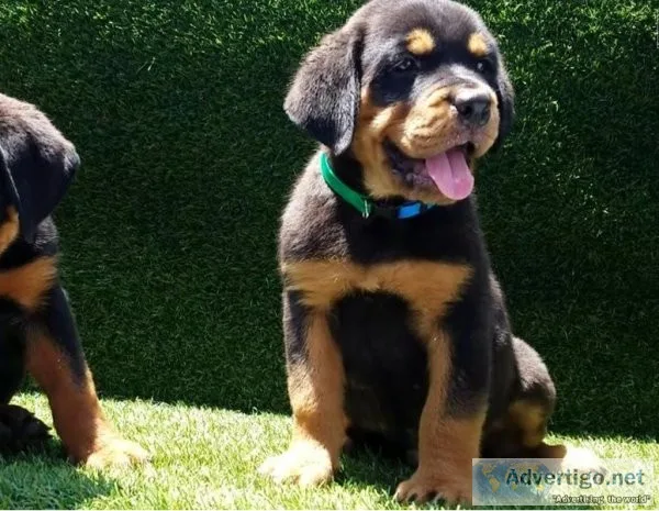 Adorable male and female rottweilers puppies