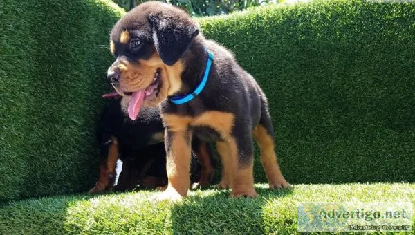 Adorable male and female rottweilers puppies