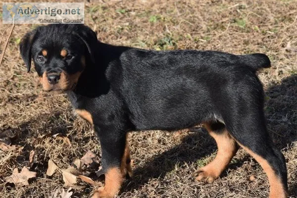 Cute male and female rottweiler puppies for a caring home