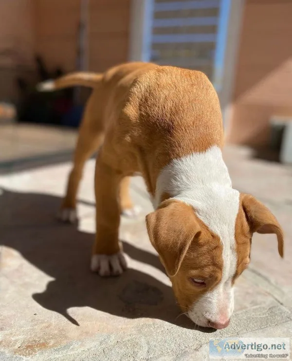 Abkc lilac tri & merle xl bullies