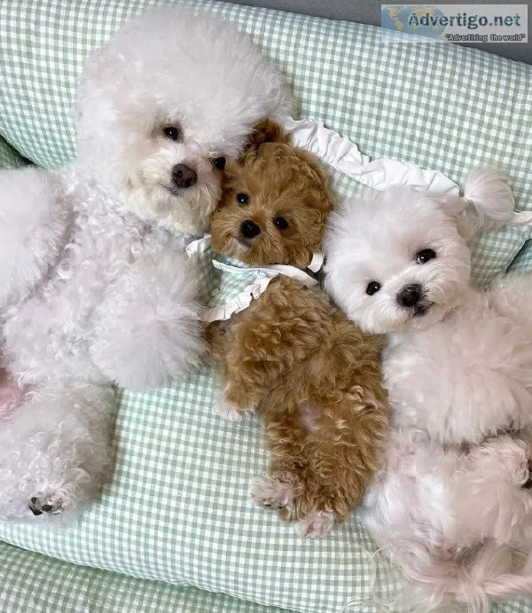 Beautiful Toy Poodle Puppy