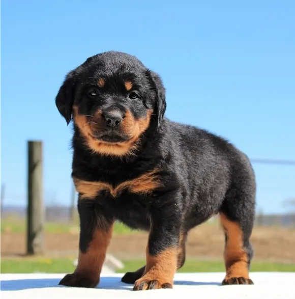 Cute male and female rottweiler puppies for a caring home