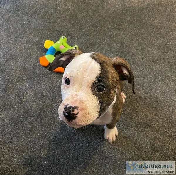 Akc bully puppy
