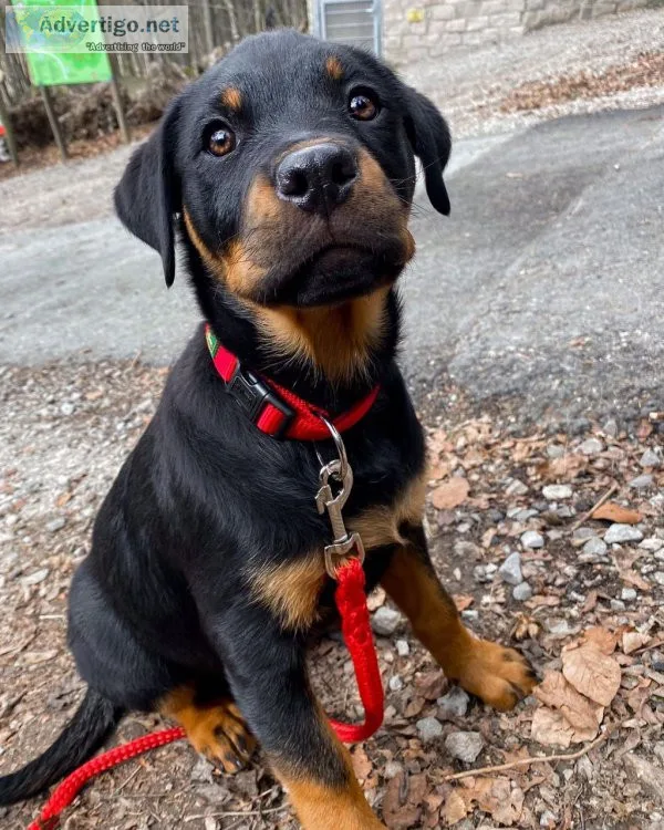 Female and male rottweiler puppies available