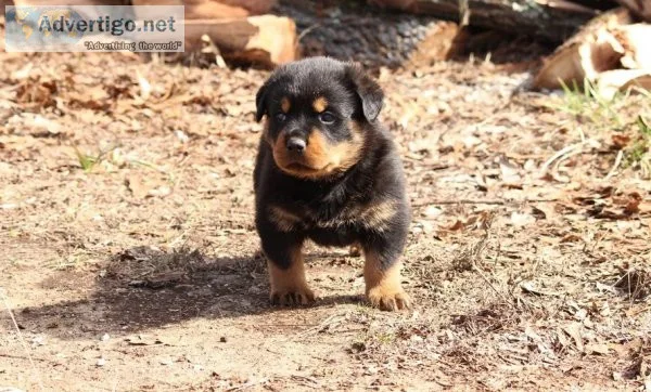 Rottweiler puppies available for new home
