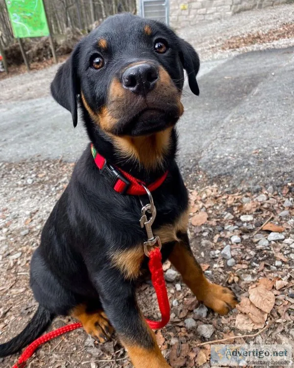 Well trained rottweiler puppy ready for adoption